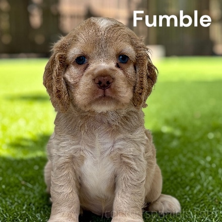 puppy, for, sale, Cocker Spaniel, Joe & Cherri  Overlease, dog, breeder, Miller, MO, dog-breeder, puppy-for-sale, forsale, nearby, find, puppyfind, locator, puppylocator, aca